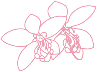cassia bakeriana pink flower