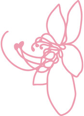 cassia bakeriana pink flower