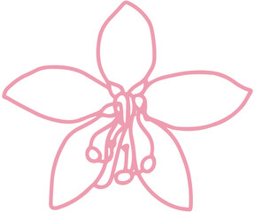 cassia bakeriana pink flower