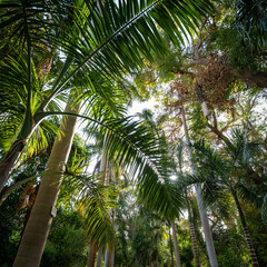 Fototapeta na wymiar Green palm trees with spreading leaves. Wide viewing angle.