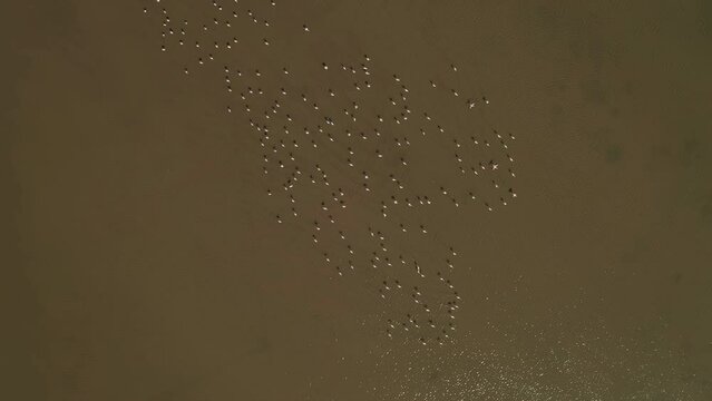 Flamingos Fly Away in the Ulcinj Salt Marsh Bird Reserve Top View Slowmo. Flamingosi na Ulcinjskoj Solani.