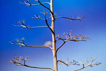A barren tree stands tall against a clear blue sky, its twisted branches and delicate twigs exemplifying beauty in nature.