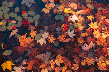 Naklejka na ściany i meble Colorful leaves on lake
