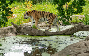 tiger in the zoo