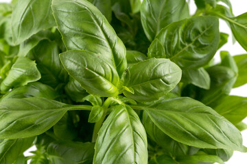 Fresh green leaf basil