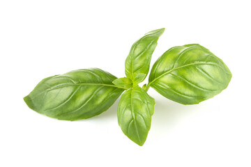 Fresh green leaf basil