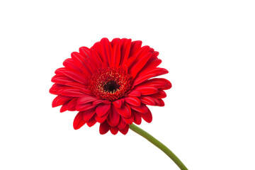 Red  orange gerbera flower