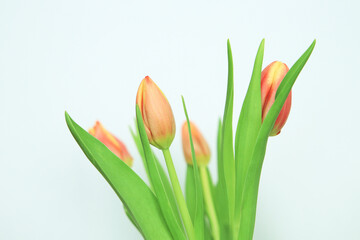 Beautiful red and yellow tulips on white background, close up flowers