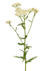 Achillea millefolium flower © nadin333
