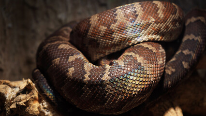A scaly large reticulated python coiled up in a knot and waits for a victim. A beautiful pattern on the skin shimmers with a rainbow.