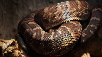 Obraz premium A scaly large reticulated python coiled up in a knot and waits for a victim. A beautiful pattern on the skin shimmers with a rainbow.