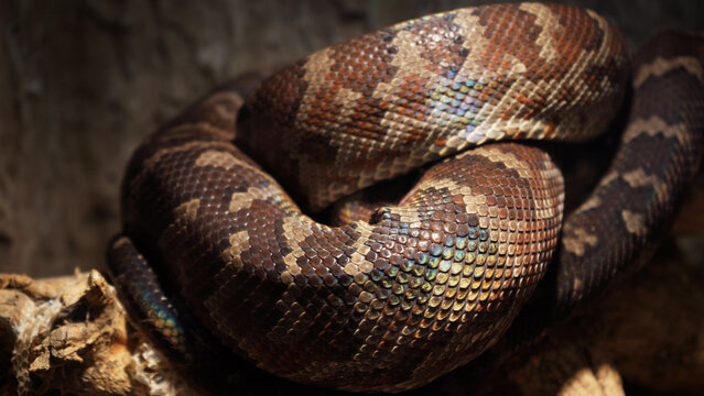 A scaly large reticulated python coiled up in a knot and waits for a victim. A beautiful pattern on the skin shimmers with a rainbow.
