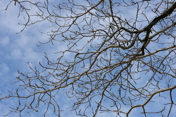 Dry branch of   tree. The view from under the tree overlooks the leafless branches of the trees in autumn. Tree branches on blue sky background. The leaves have fallen until only the branches remain.

