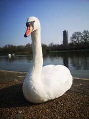swan in london park