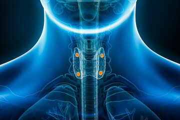 Xray anterior or front view of parathyroid and thyroid glands 3D rendering illustration with male body contours. Anatomy, endocrine system, medical, biology, science, healthcare concepts. - obrazy, fototapety, plakaty