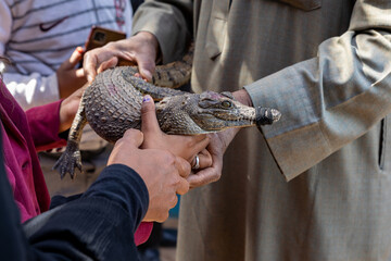 Small Nile crocodile held in the hands of a Nubian breeder. Aswan, Egypt.