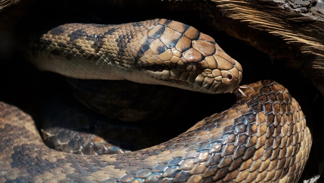 A scaly large reticulated python coiled up in a knot and waits for a victim. A beautiful pattern on the skin shimmers with a rainbow.