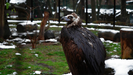 Close-up of a black griffin standing on the grass in a snowy park. Video of black griffon vulture on grass background.