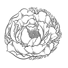 Digital illustration of the peony flower, circular pattern, black and white.