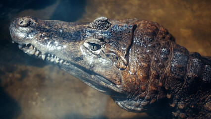 A wild animal is waiting for its prey. The eye of an aligator peeks out from the water. Close-up of the eyes of a live alligator. Crocodile, caiman. Dinosaur monster.
