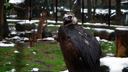 Close-up of a black griffin standing on the grass in a snowy park. Video of black griffon vulture on grass background.