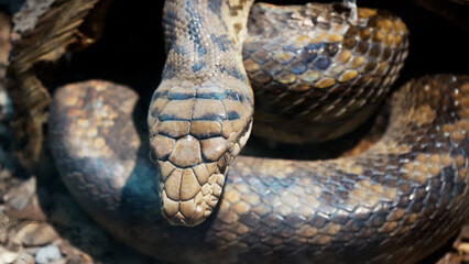A scaly large reticulated python coiled up in a knot and waits for a victim. A beautiful pattern on the skin shimmers with a rainbow.