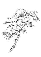 Digital illustration of the peony flower, black and white.