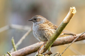 sparrow on a branch