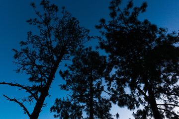 Silhouette landscape view of pine forest, pine trees, the two-leaf and three-leaf pine trees,at Doi Pha Hom Pok National Park, Fang District, Chiang Mai, Thailand.