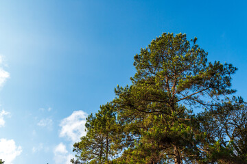 Pine Forest, Pine Trees, The two-leaf and three-leaf pine trees at Doi Pha Hom Pok National Park, Fang District, Chiang Mai, Thailand.