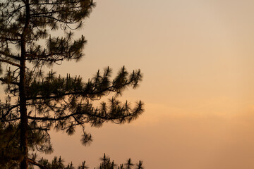 Silhouette landscape view of pine forest, pine trees, the two-leaf and three-leaf pine trees,at Doi Pha Hom Pok National Park, Fang District, Chiang Mai, Thailand.