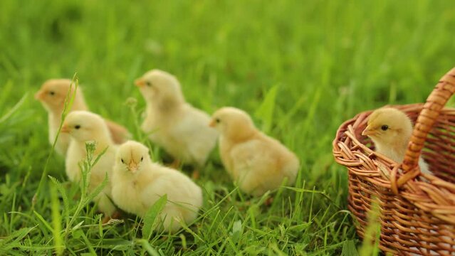 a small chicks are sitting next to a basket on the grass. Happy Easter Holiday
