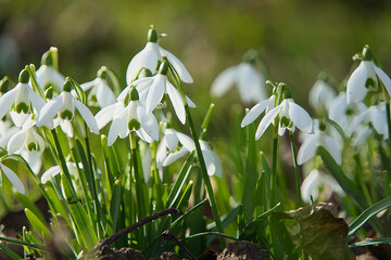 Schneegl&ouml;ckchen