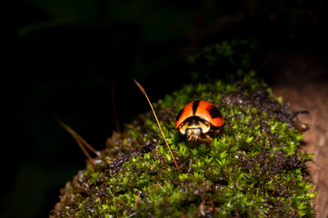 a ladybug is walking on the moss of trees