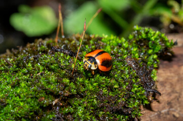 a ladybug is walking on the moss of trees