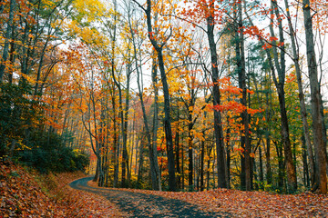 Beautiful quiet street in Tennessee