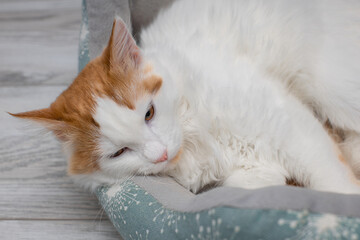 young white cat lies in a couch.