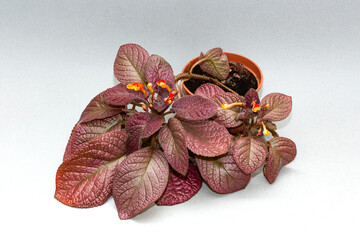 Episcia with burgundy leaves and red flowers
