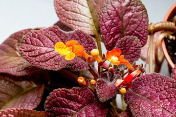 Episcia with burgundy leaves and red flowers