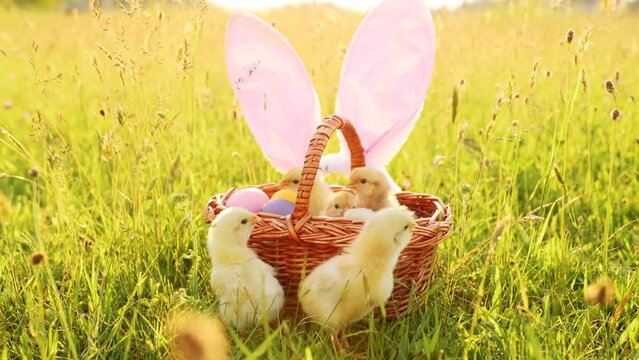 A basket full of small chicks and eggs on the sunny grass. Happy Easter Holiday