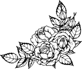 Breath of life rose png.Beautiful flower on transparent background.