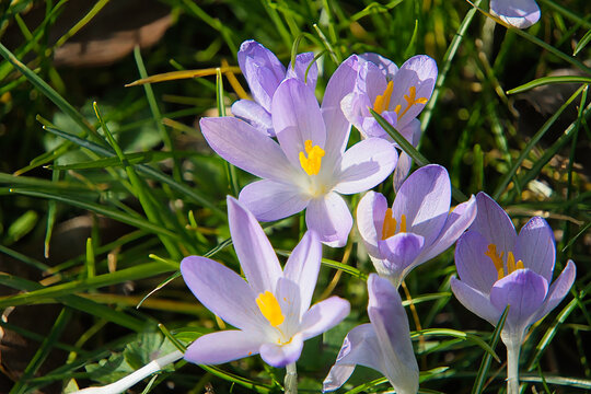 Krokus