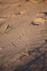 Spuren vom Vogel im Sand 