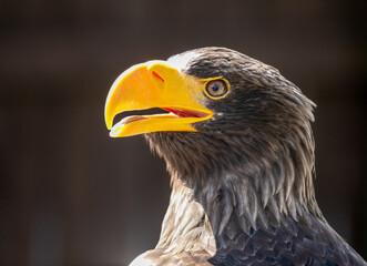 close up of an eagle