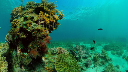 Naklejka na ściany i meble Marine scuba diving. Underwater colorful tropical coral reef seascape. Philippines.