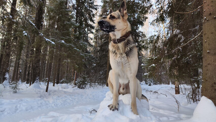 Dog German Shepherd in a winter day and white snow arround. Waiting eastern European dog veo in cold weather