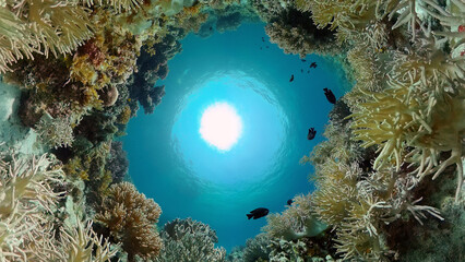Underwater fish garden reef. Reef coral scene. Seascape under water. Philippines.