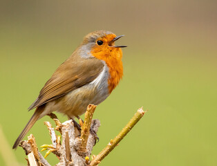 robin on a branch singing