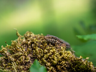 Lézard des murailles sur de la mousse.