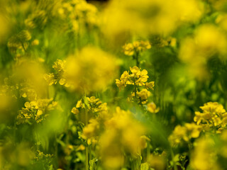 風に揺れる菜の花